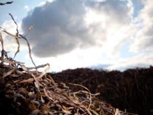 DSC07779,5 När det blå havet tröttnar lämnar den tången på stranden...