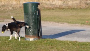 Sportjournalistik och betygsättning – vem är det egentligen som pissar på vem?