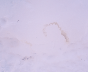 Svensk damelitfotboll i januari 2014?